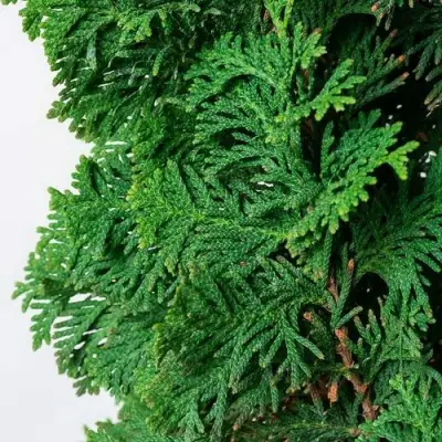 Туя СПИРАЛИС западная в Орше