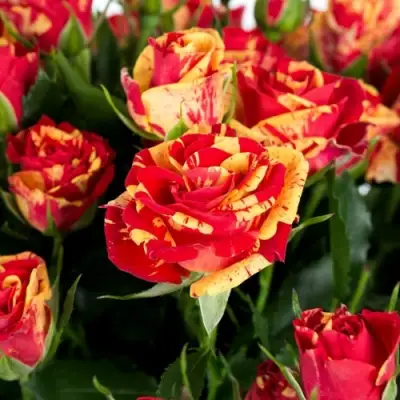 Роза ФАЙЕР ФЛЕШ спрей в Орше