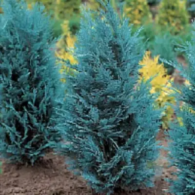 Кипарисовик ВАН ПЕЛЬТС БЛЮ лавсона в Орше