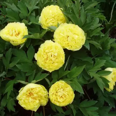 Пион ЗОЛОТАЯ КОРОНА древовидный в Орше