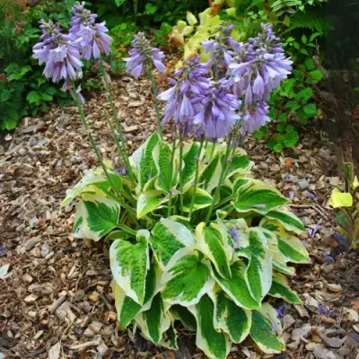 Хоста АУРЕОМАРГИНАТА в Орше