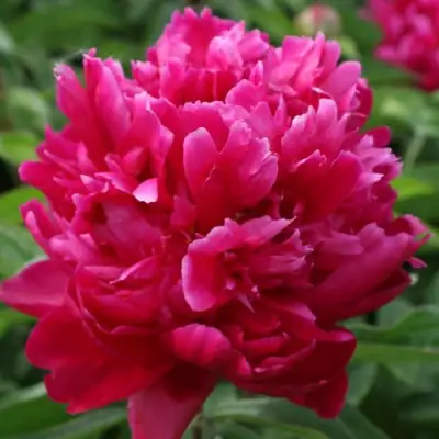 Пион ПЕСНЬ ВЕТРА травянистый в Орше