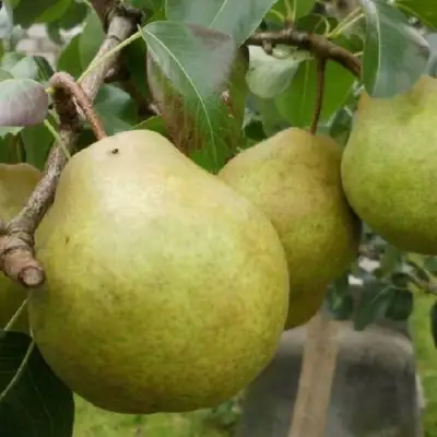 Груша ПЛАТОНОВСКАЯ в Орше