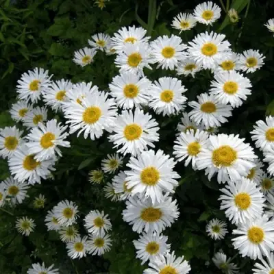 Астра АЛЬБУС альпийская в Орше