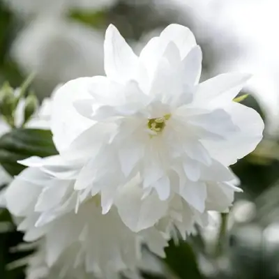 Жасмин МИНЕСОТА СНОУФЛЕЙК в Орше