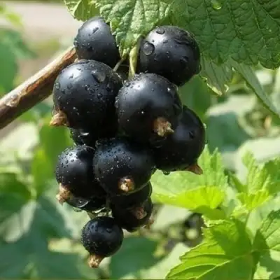 Смородина черная ПИГМЕЙ в Орше