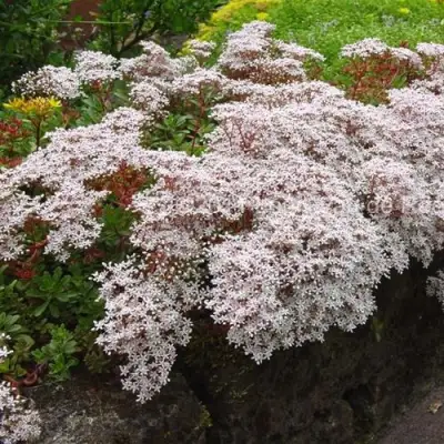 Очиток (седум) МУРАЛЕ белый в Орше