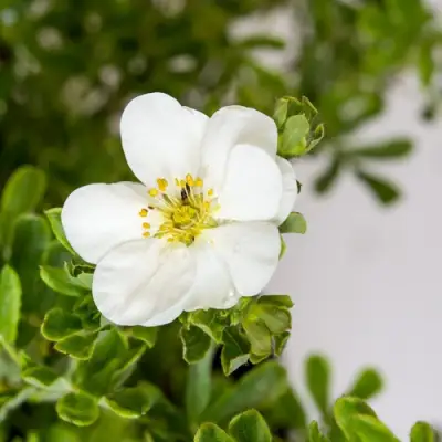 Лапчатка СНОУБЕРД кустарниковая в Орше