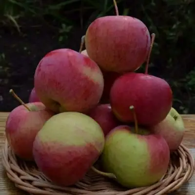 Яблоня РОДНИКОВАЯ в Орше