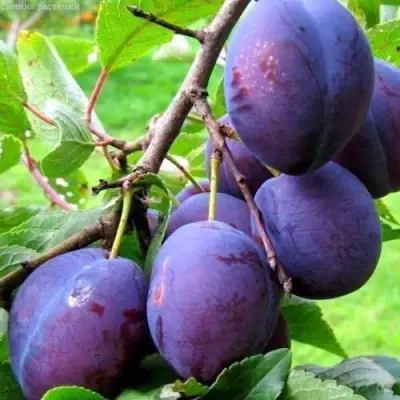 Слива ВЕНГЕРКА БЕЛОРУССКАЯ в Орше