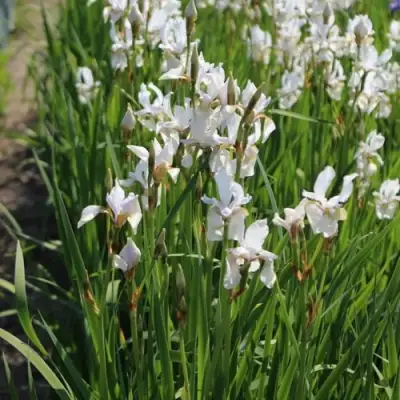 Ирис АЛЬБА сибирский в Орше