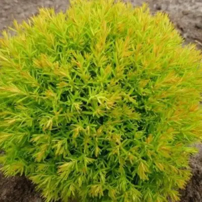 Туя АННИЕК западная в Орше