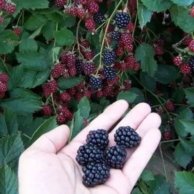 Ежевика ОРКАН бесшипная  в Орше