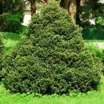 Ель ОЛЕНДОРФИ обыкновенная в Орше