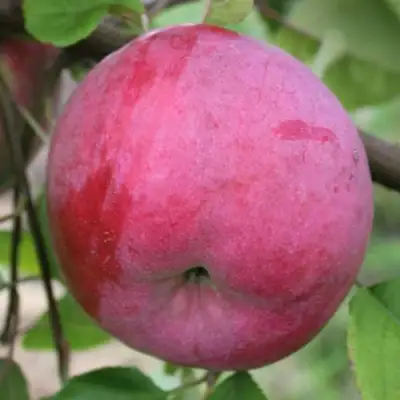Яблоня БРЯНСКОЕ РОЗОВОЕ в Орше