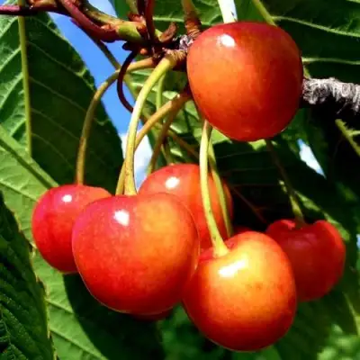 Черешня ФАТЕЖ в Орше