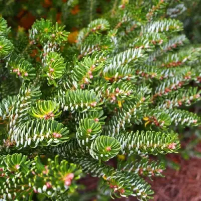 Пихта белая в Орше