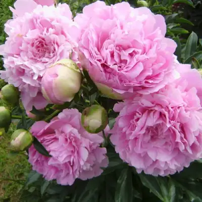 Пион ДИННЕР ПЛЕЙТ травянистый в Орше