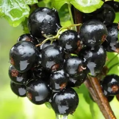 Смородина черная БЫЛИННАЯ (ВЕРНОСТЬ) в Орше