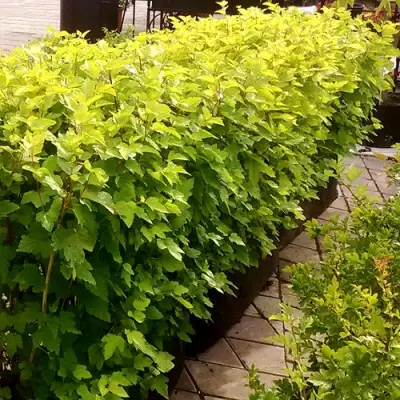 Комплект АНГЕЛ ГОЛД в Орше