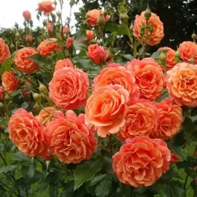 Роза БЕЛЬВЕДЕР шраб в Орше