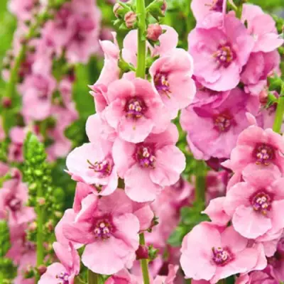 Коровяк ПИНК ДОМИНО гибридный (вербаскум) в Орше