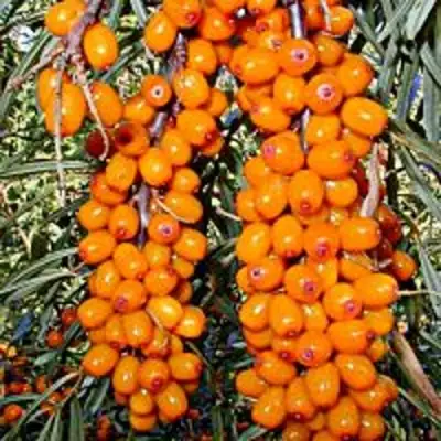 Облепиха СУДАРУШКА в Орше