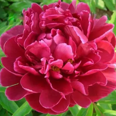 Пион КИТАЙСКИЙ ШЕЛК травянистый в Орше