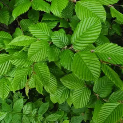 Граб  в Орше