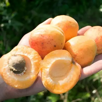 Абрикос ХАРГРАНД в Орше