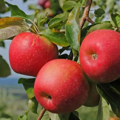 Яблоня ГАЛА МАСТ в Орше