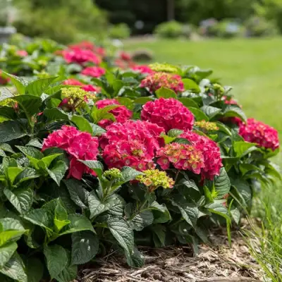 Гортензия ЭНДЛЕСС САММЕР ЛАВ крупнолистная в Орше