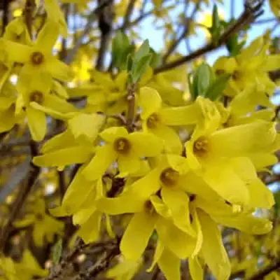 Форзиция ФОРЧУНА в Орше