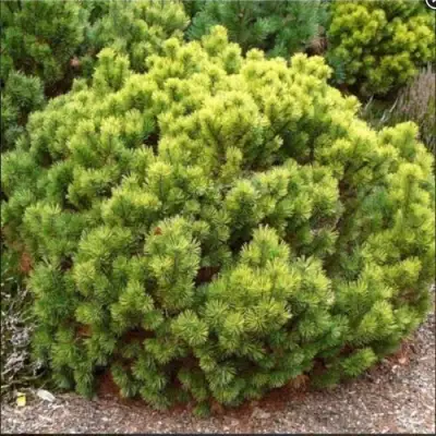 Ель ДАНС ДВАРФ обыкновення в Орше