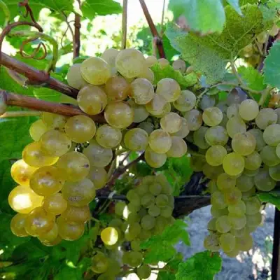 Виноград КРИСТАЛЛ в Орше