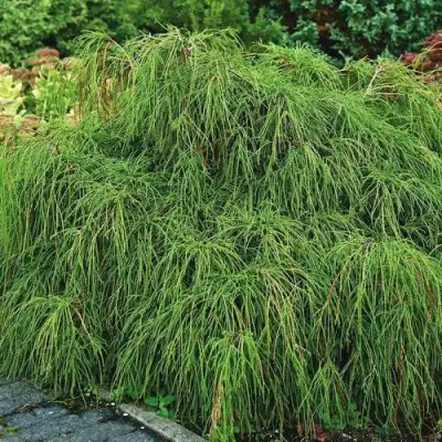 Кипарисовик ФИЛИФЕРА НАНА горохоплодный  в Орше