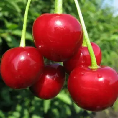 Дюк ПРЕВОСХОДНАЯ ВЕНЬЯМИНОВА в Орше