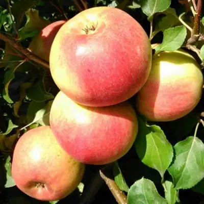 Яблоня ЭМБАССИ в Орше