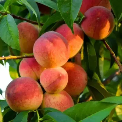 Персик ЗОЛОТОЙ ЮБИЛЕЙ в Орше