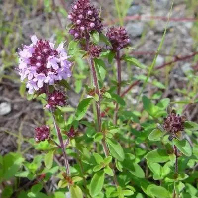 Тимьян яйцевидный в Орше