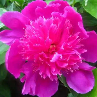 Пион РОЗОВЫЙ БУДДА травянистый в Орше