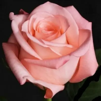 Роза АНГАЖЕМЕНТ чайно-гибридная в Орше