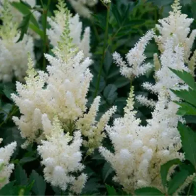 Астильба ХЭППИ ДЕЙ Арендса в Орше