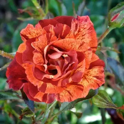 саженцы розы Саммер Лодж