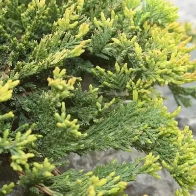 Можжевельник ГОЛДЕН КАРПЕТ горизонтальный  в Орше