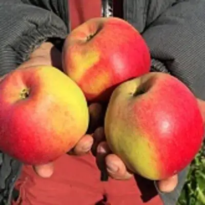 Яблоня СОКОЛОВСКОЕ стелющаяся в Орше