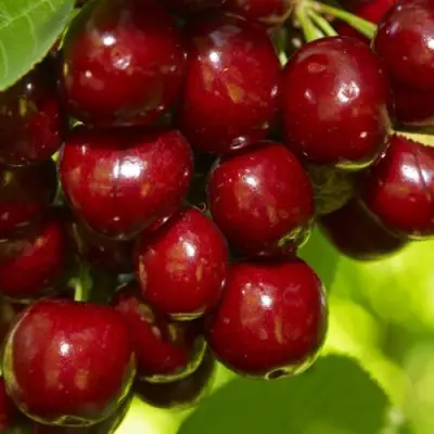 Черешня ВАЛЕРИЙ ЧКАЛОВ в Орше