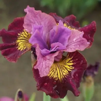 Ирис МИСС ЭППЛ сибирский в Орше