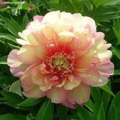 Пион ДЖУЛИЯ РОУЗ ито-гибрид в Орше