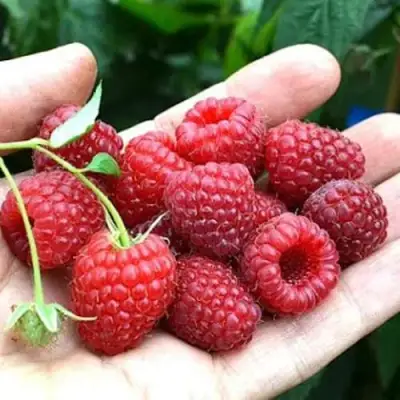 Малина ХИМБО-ТОП в Орше